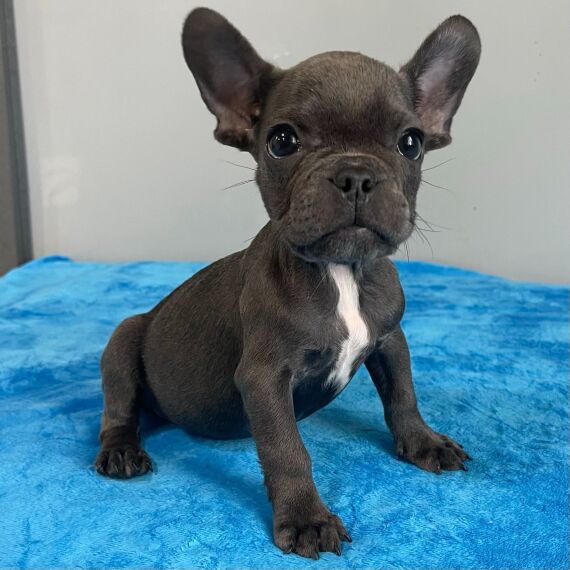 My Frenchie Paws - Available Frenchbulldog Puppies